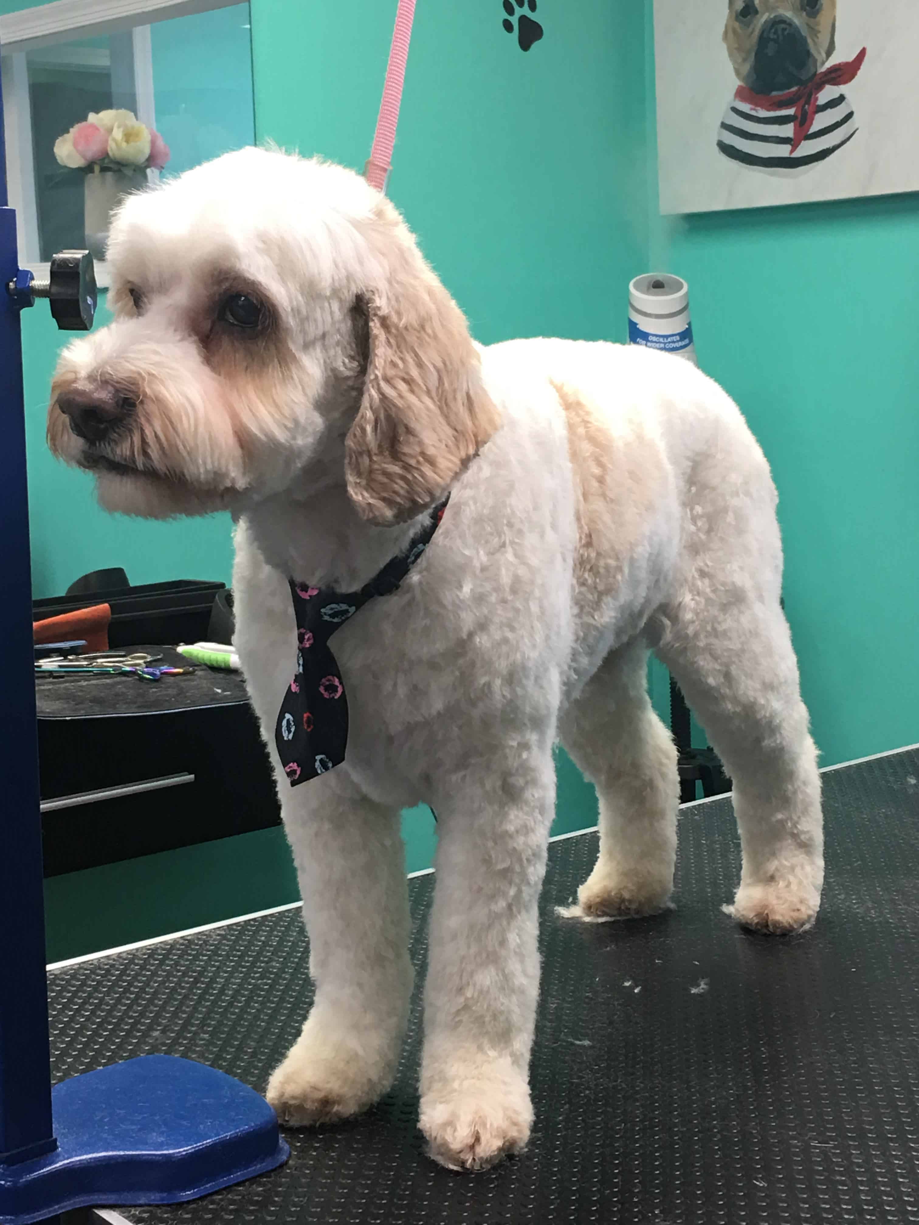 image00012 Coco Clips Dog Grooming