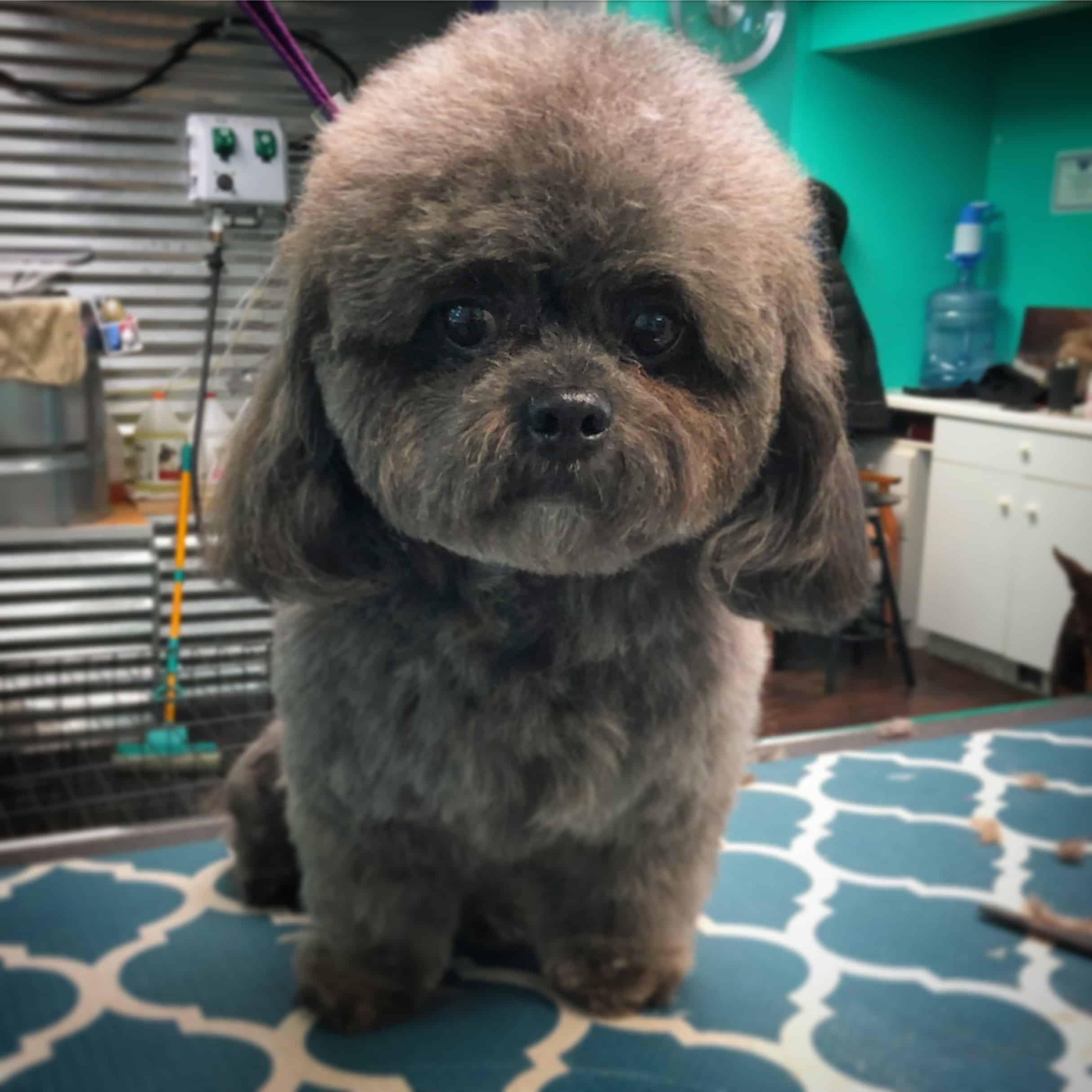 image2 (2) Coco Clips Dog Grooming