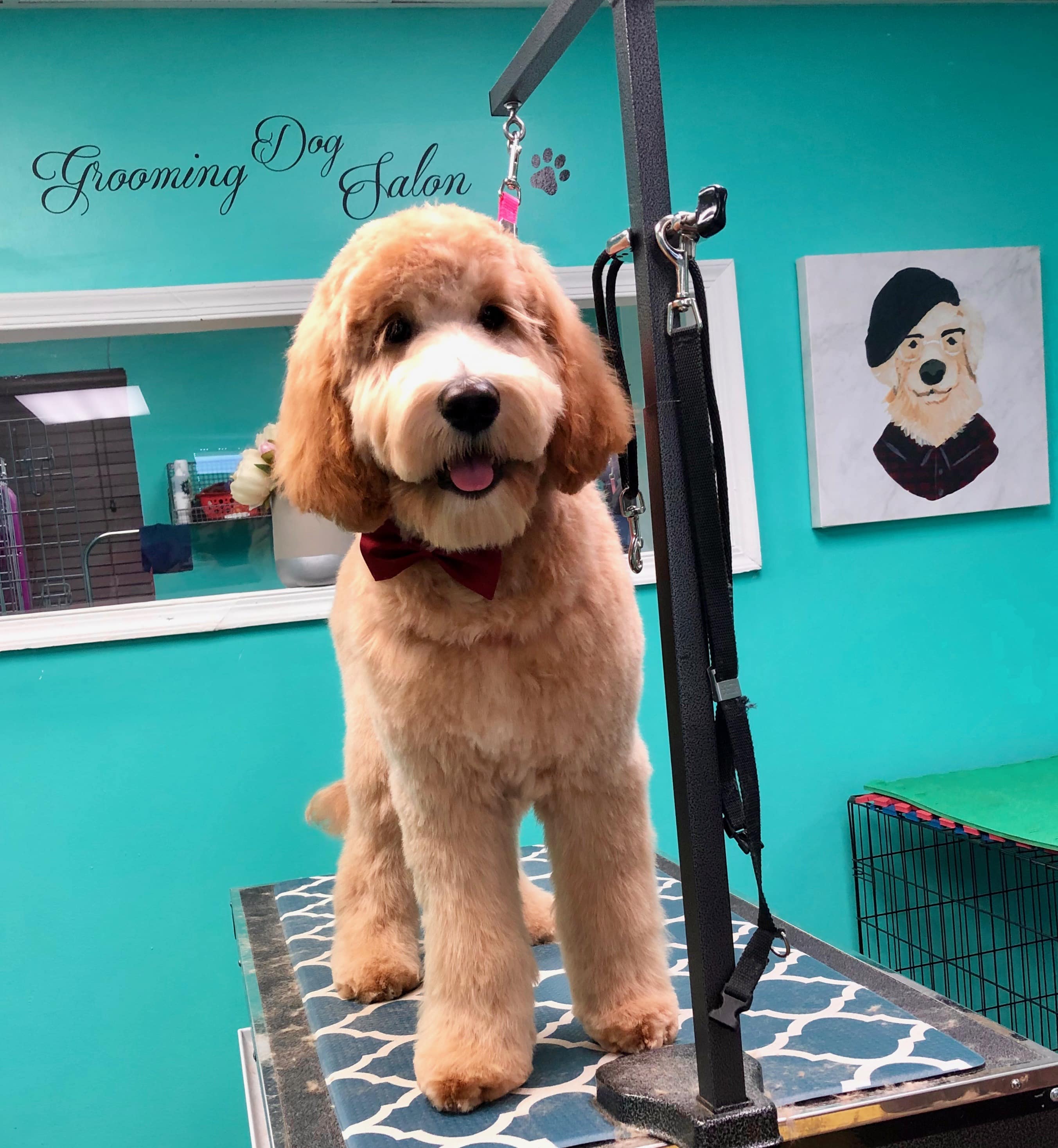 image3 Coco Clips Dog Grooming