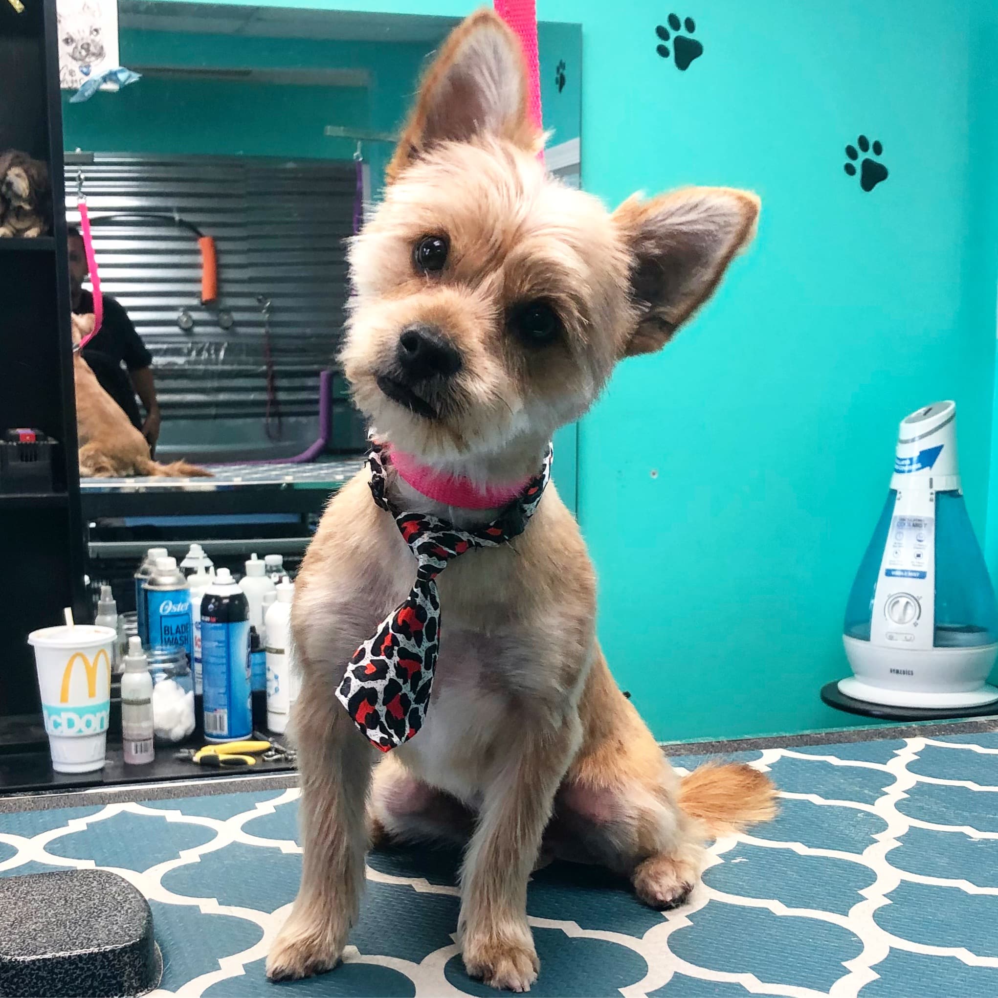 image4 Coco Clips Dog Grooming