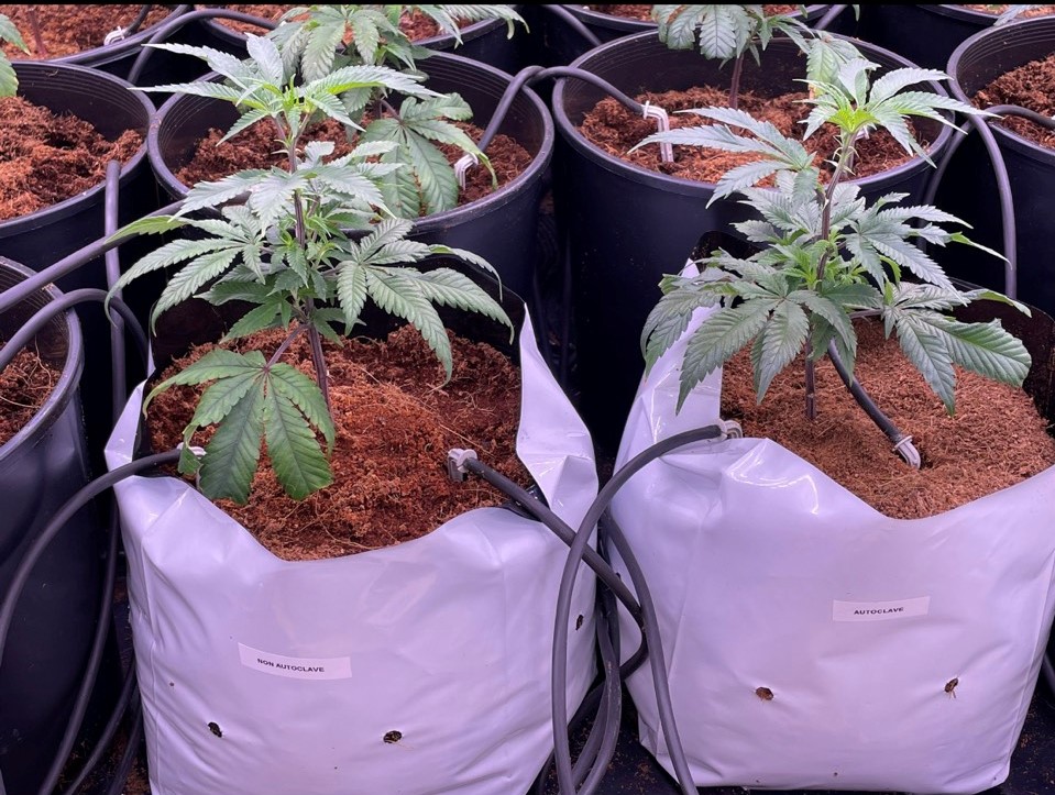 10 Steps to Grow Your Own Cannabis Indoors Coco Coir Global Vietnam