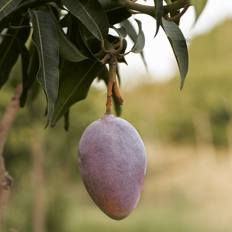 Mango Coco Hill Forest