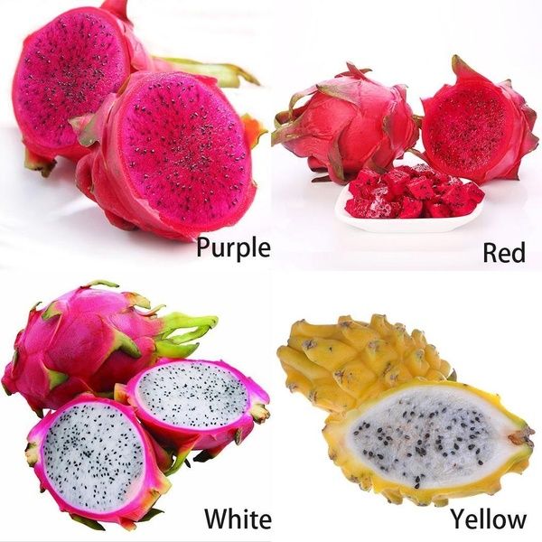 Different type of dragon fruit, Vietnam dragon fruit for export COCO(027)