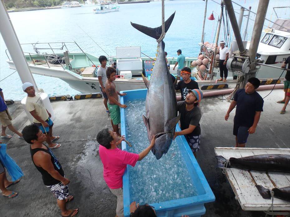 小笠原諸島（父島）漁業就業体験 ココロココ