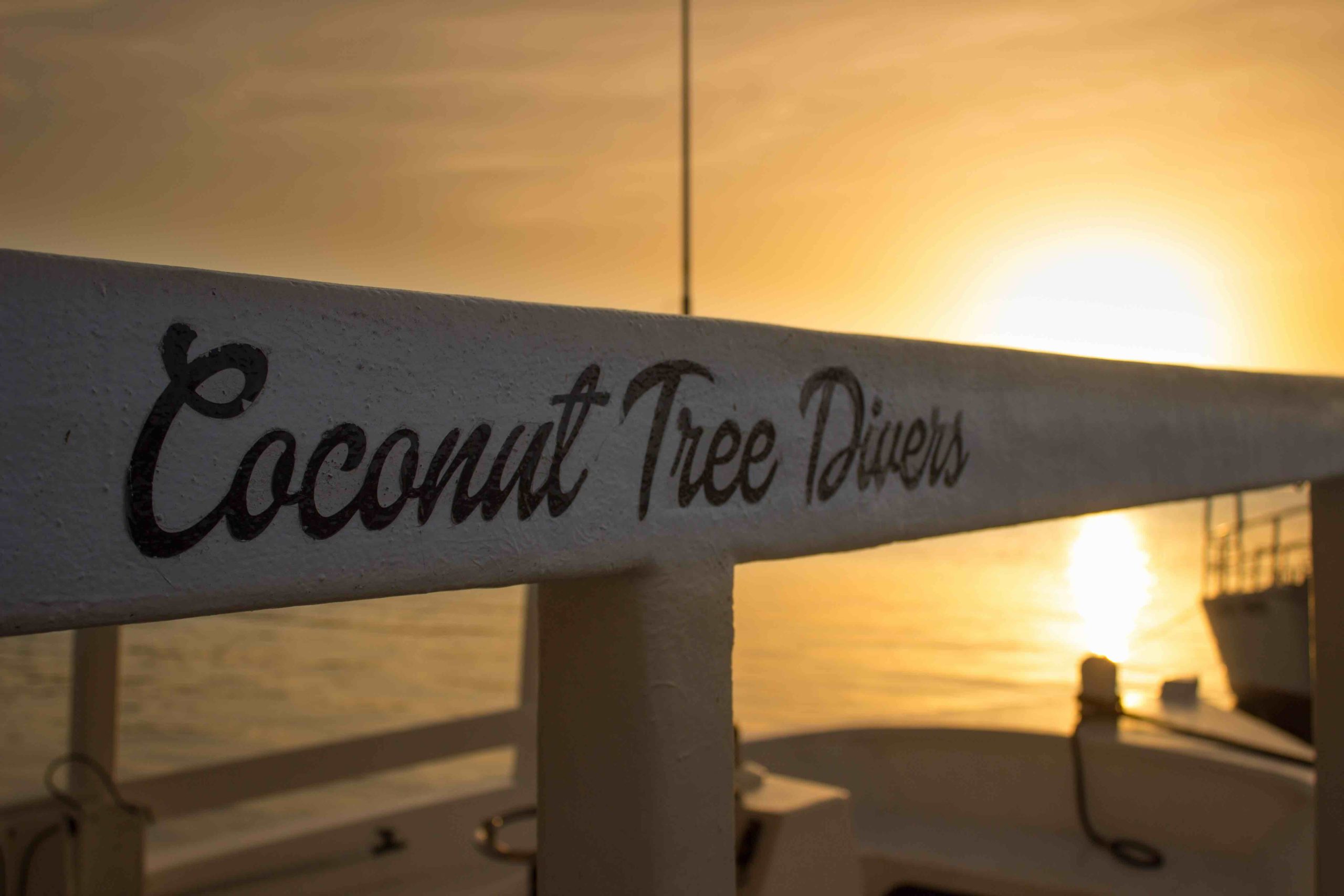 Do I Smell A Rat? Coconut Tree Divers