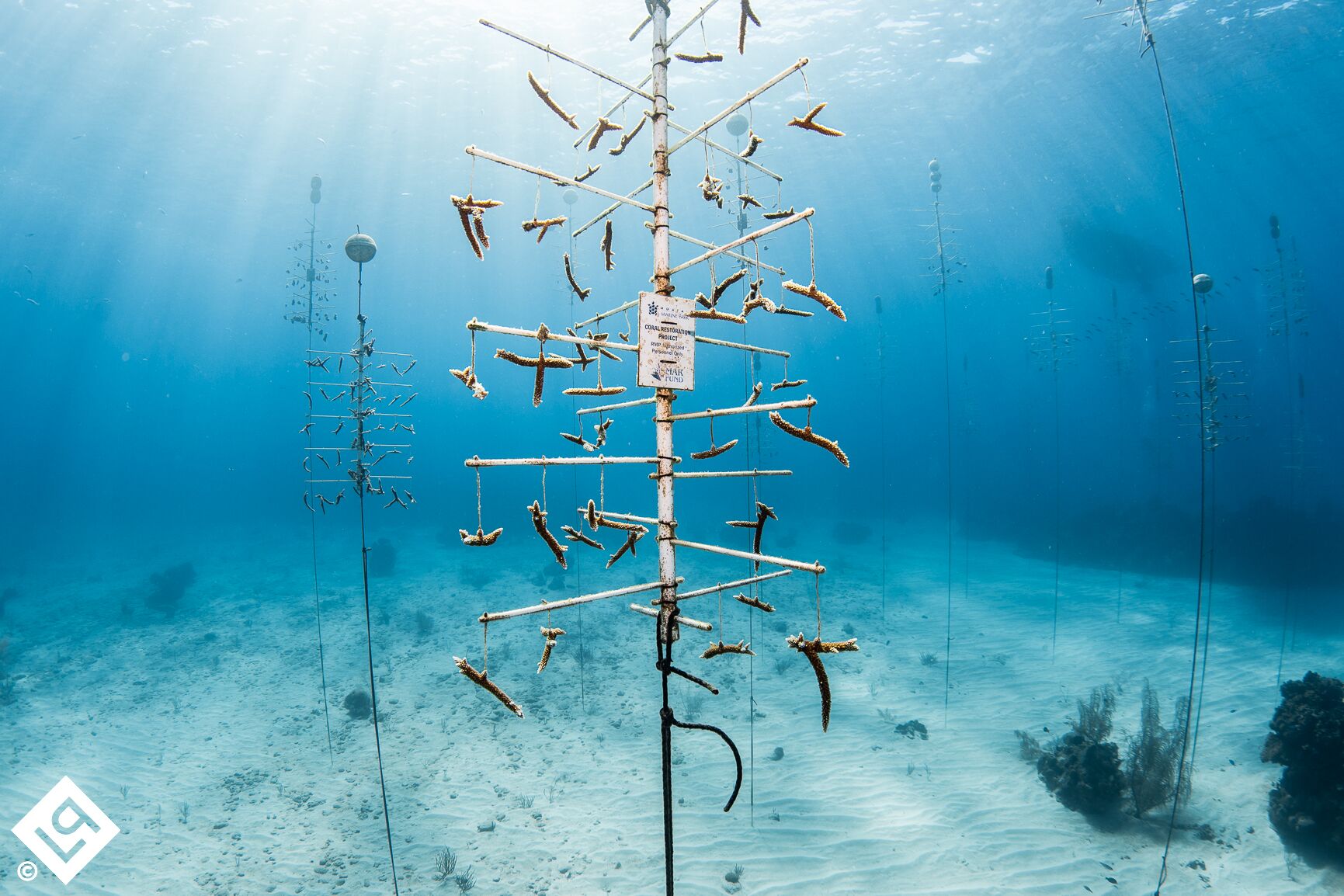 Roatan's Premier PADI Dive Center Offering The BEST Caribbean Scuba