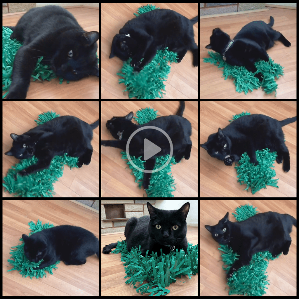 Catnip Crazy Cat Cocoon UK