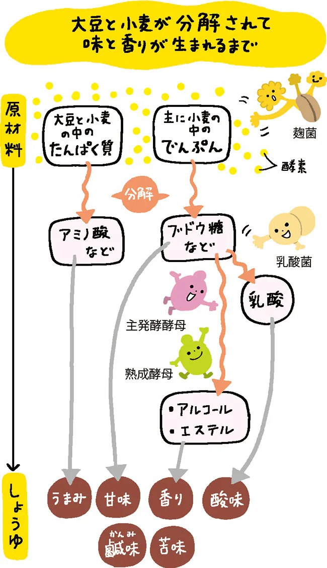 味・色・香りも発酵から 発酵食品・調味料の通販・簡単レシピはキッコーマンこころダイニング