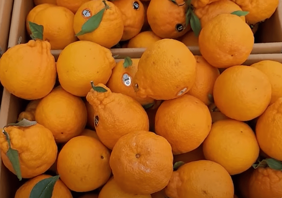 Expensive Fruit In Japan Fruit Prices In Japan Explained (2024) Coco