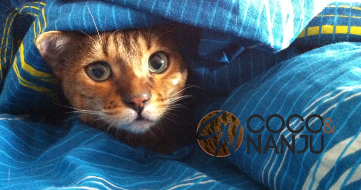 Eingewöhnung einer scheuen Katze Coco und Nanju Katzenblog