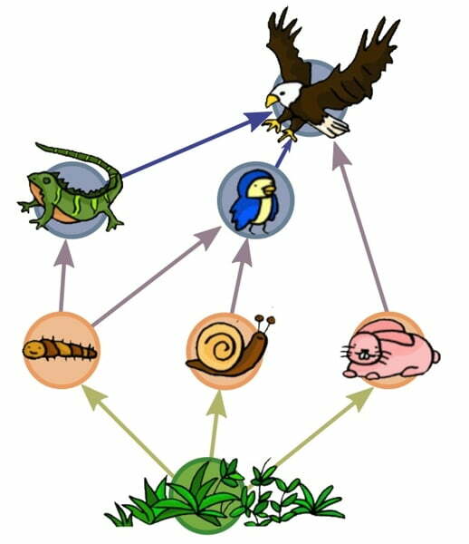 ¿que es una red trófica ? Cocupo