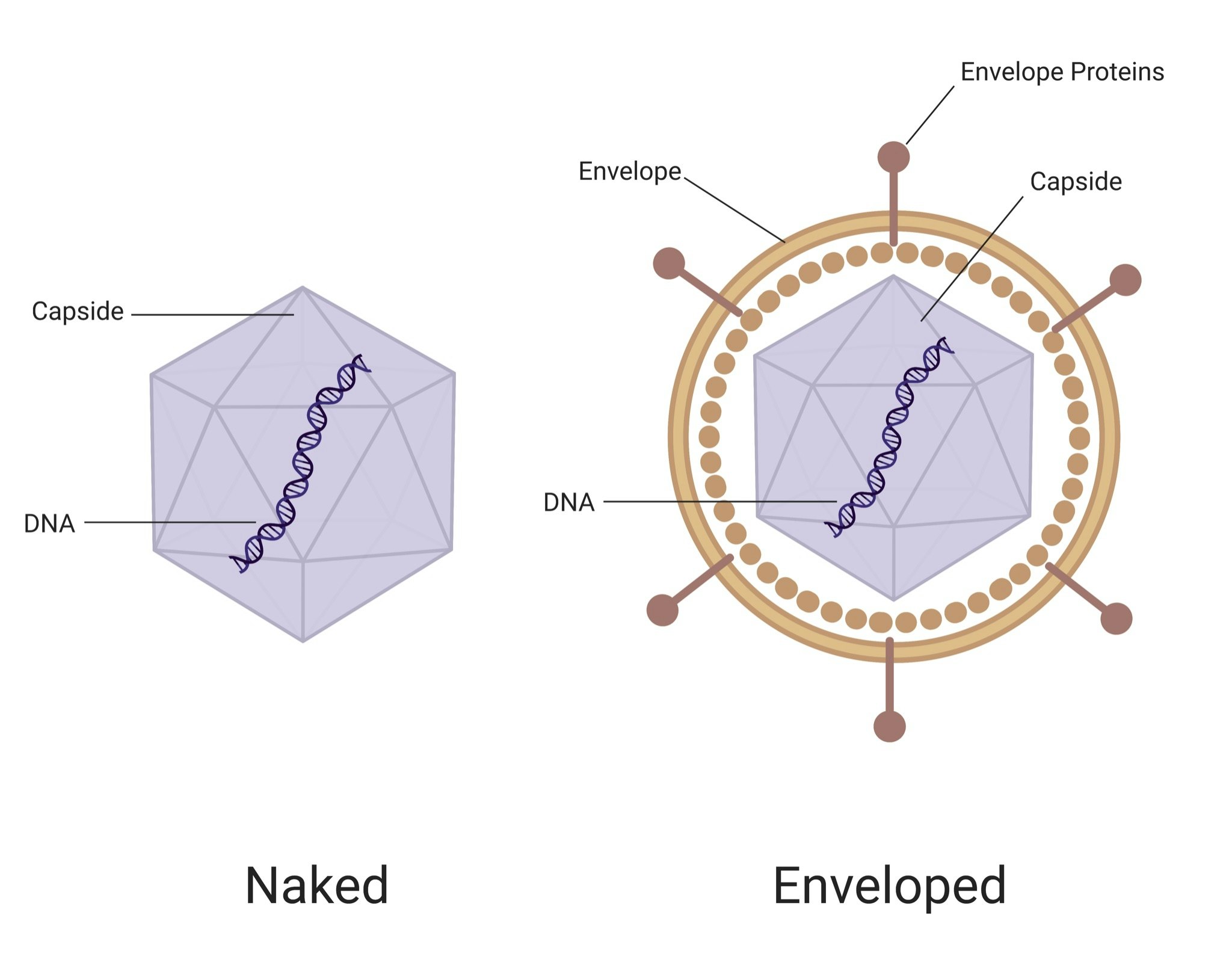 Virus · Microbiology Guides