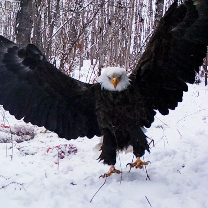 Coda’s Cottages Coda Vacation Rentals