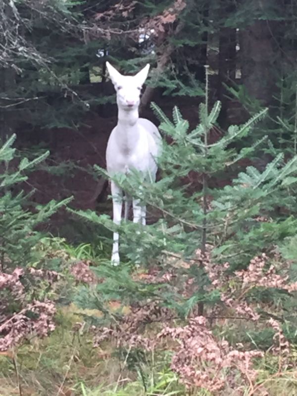 Coda’s Cottages Coda Vacation Rentals