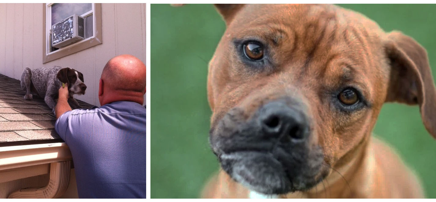 Animal Control Concepts and Shelter Programs July 20, 2022 Clarksville