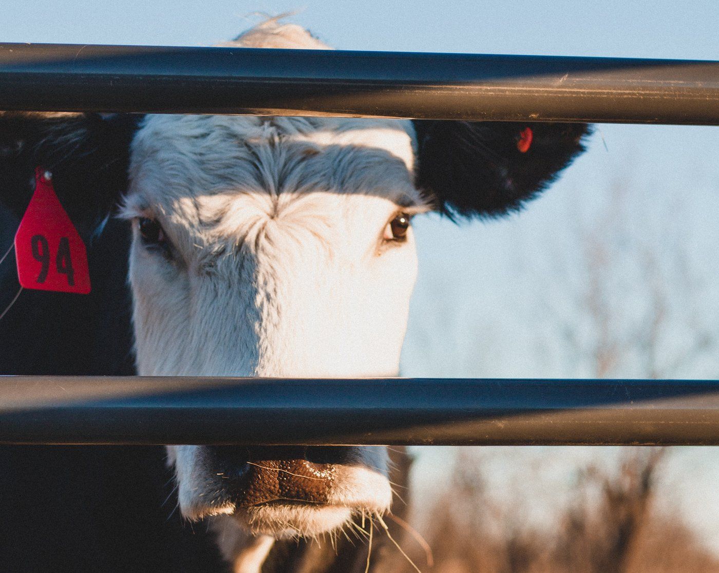 Is LabGrown Meat Better For The Environment? CodeBlue