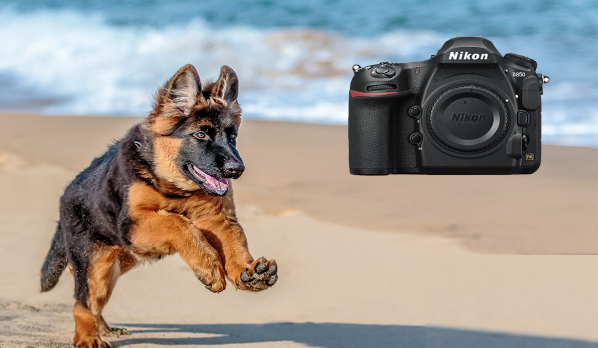 9 Best Camera for Wildlife Photography in 2023 Code Exercise