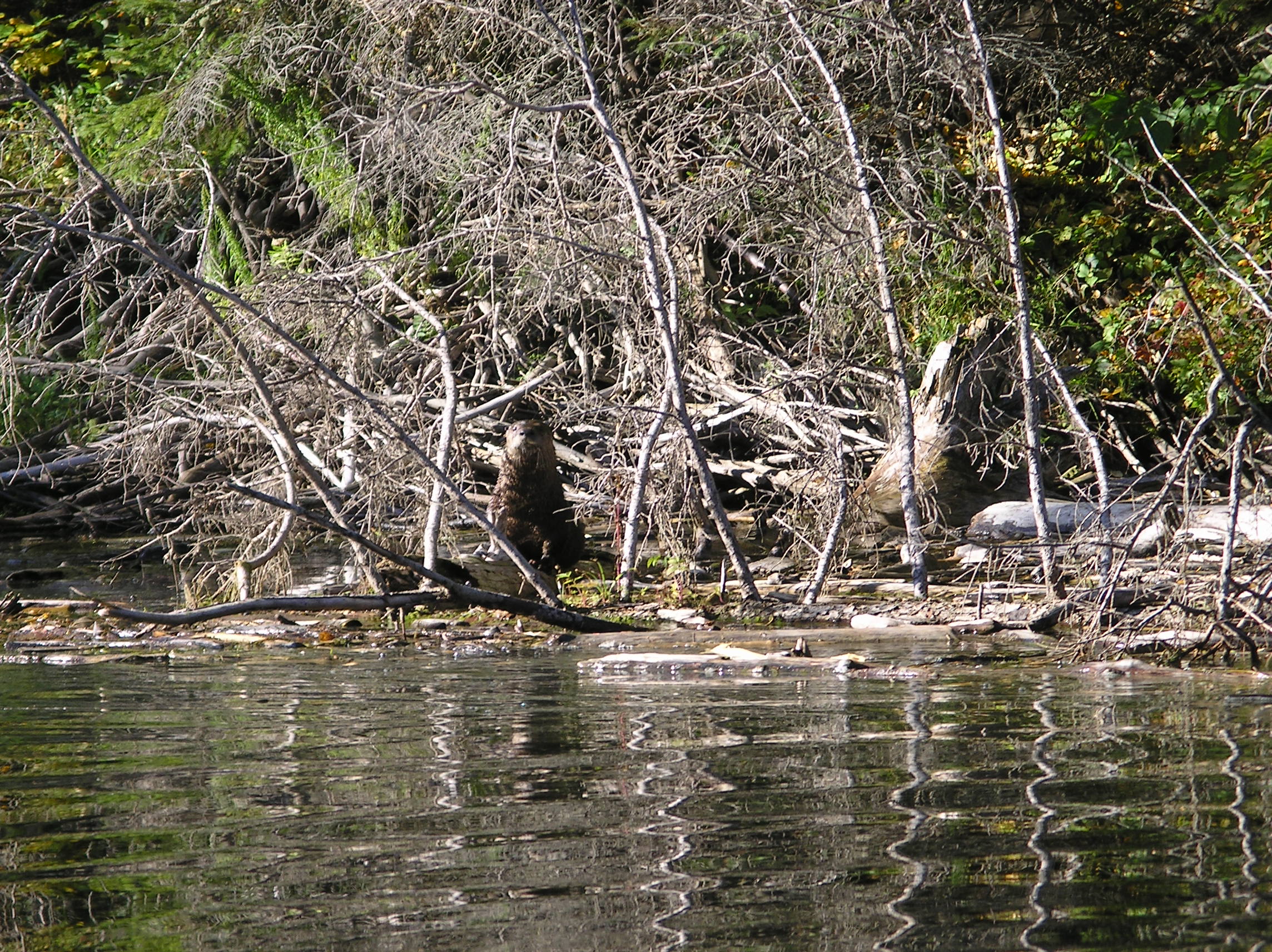 Pictures Codette Lake