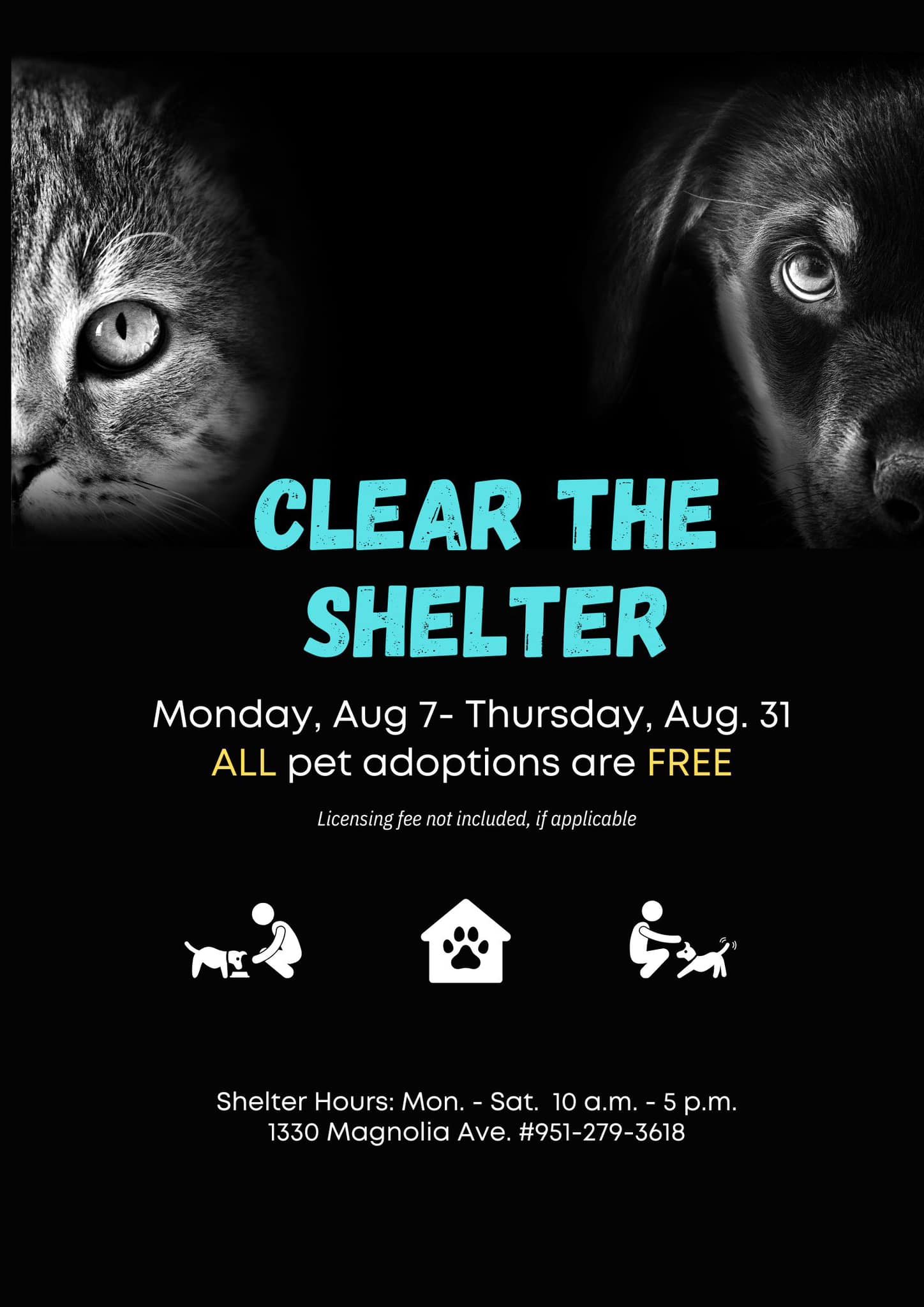 Free Pet Adoptions CODIE