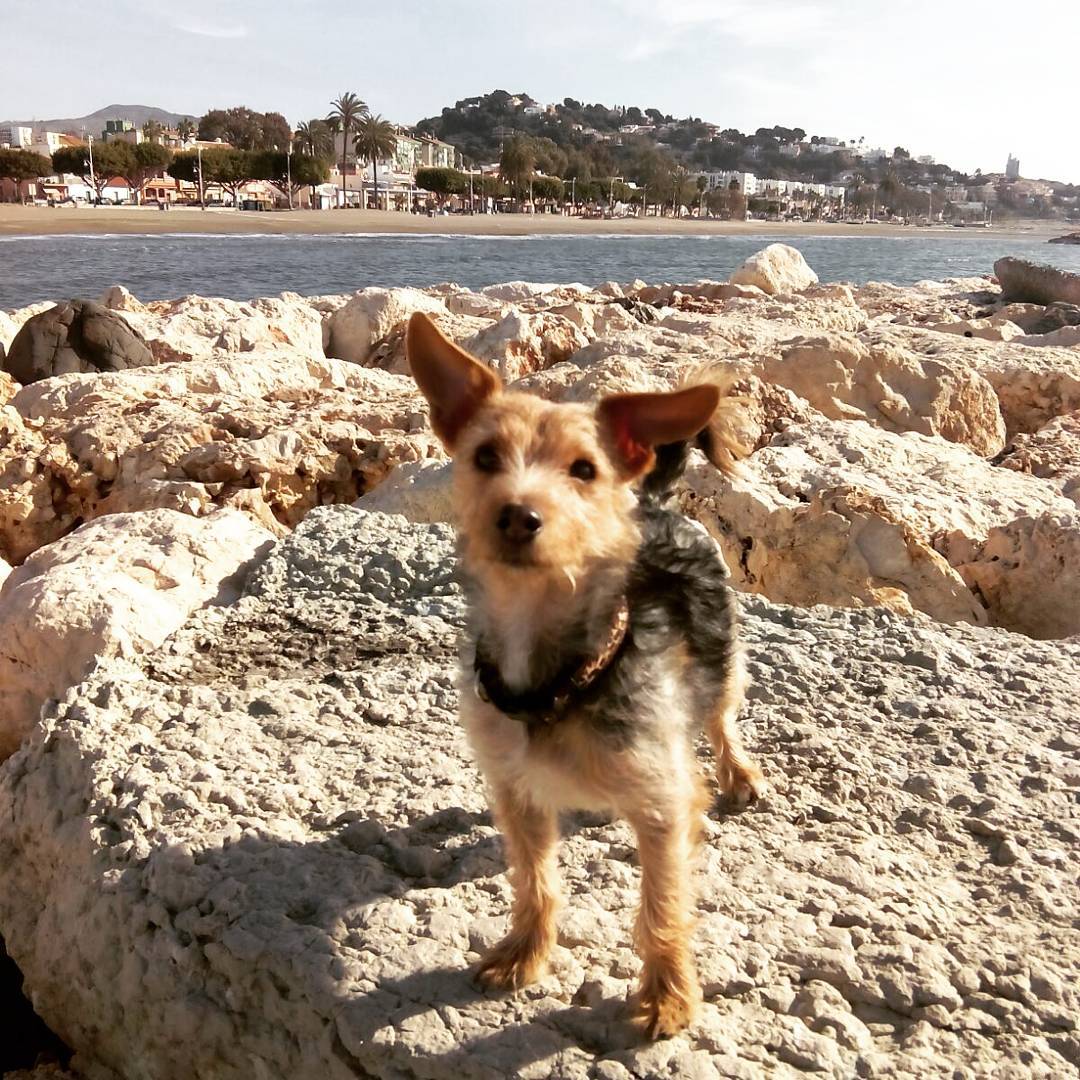 El parque de La Batería de Torremolinos ya permite la entrada a perros