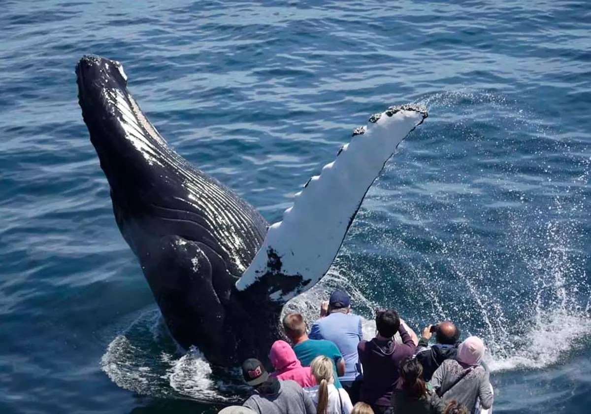Los 6 mejores lugares del mundo para avistar ballenas en su hábitat natural