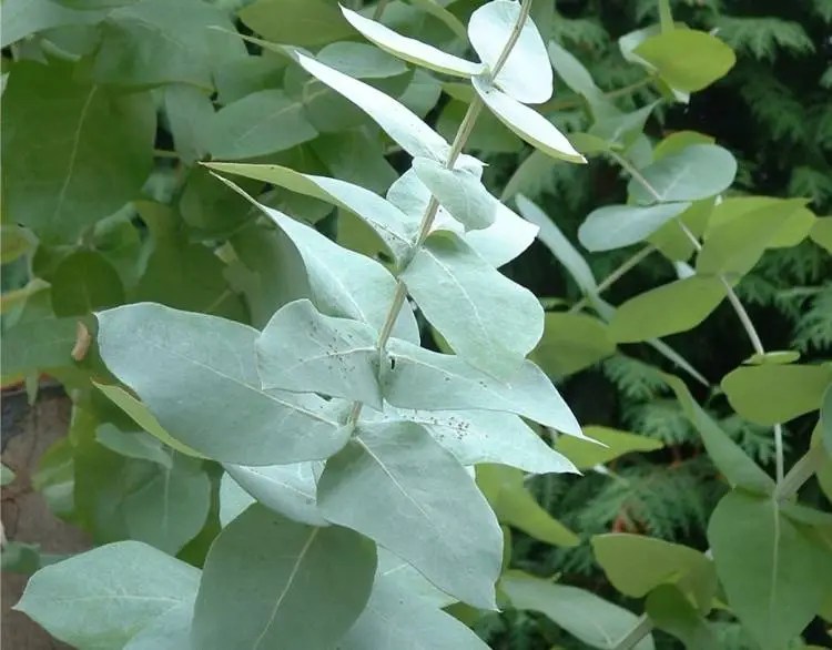 El Eucalipto La Farmacia En Casa - Codigocba