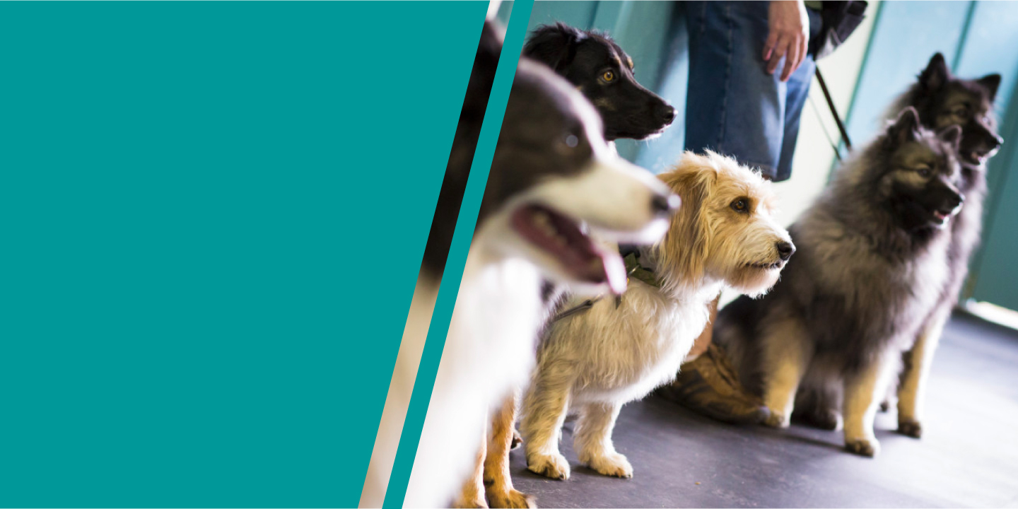 Colorado Dog Works 1 Dog Trainer in Colorado Springs