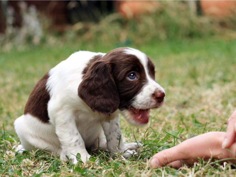 How to train your puppy Colorado Dog Works