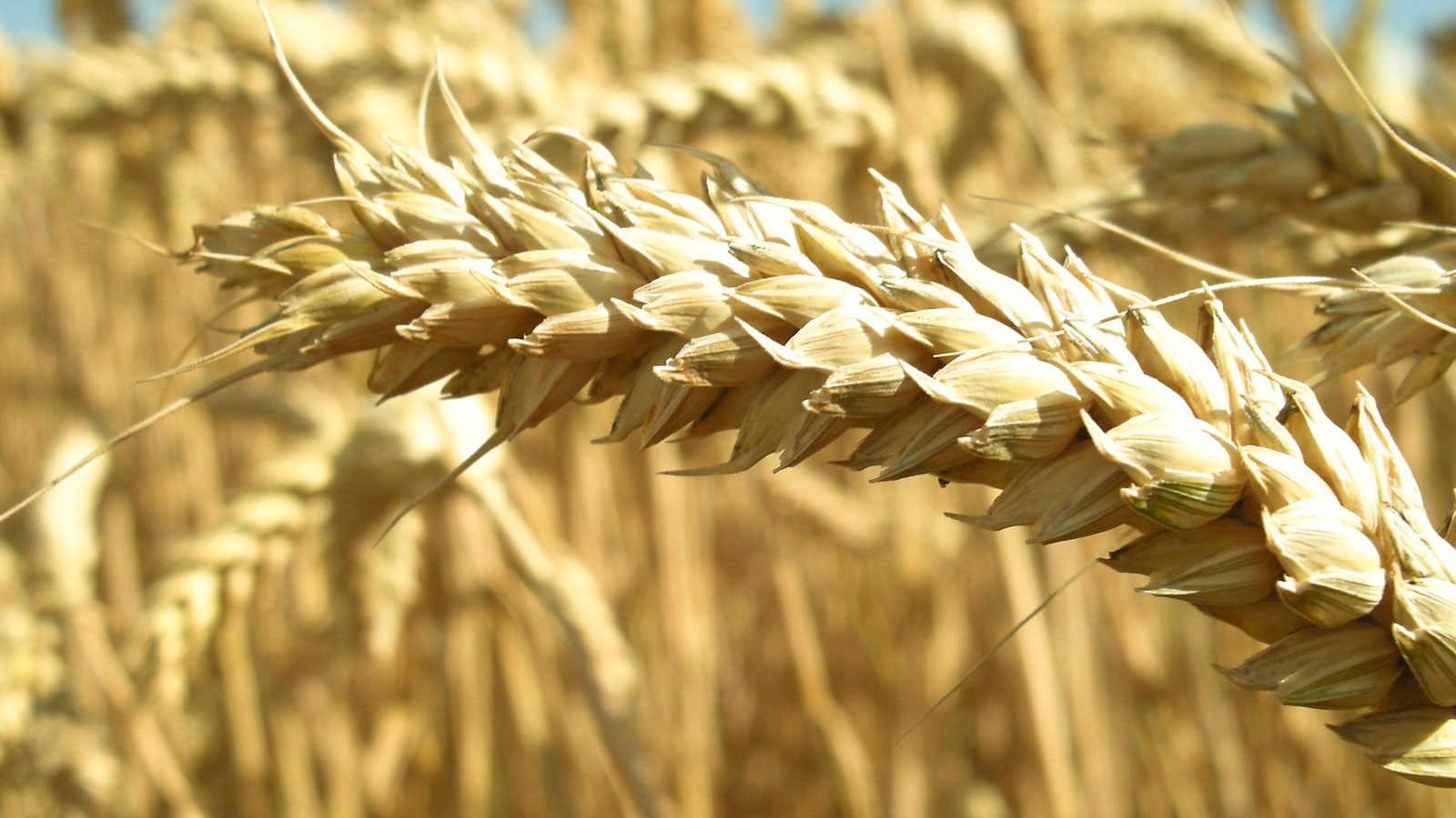 A study for an alternative to the gluten free diet Coeliac