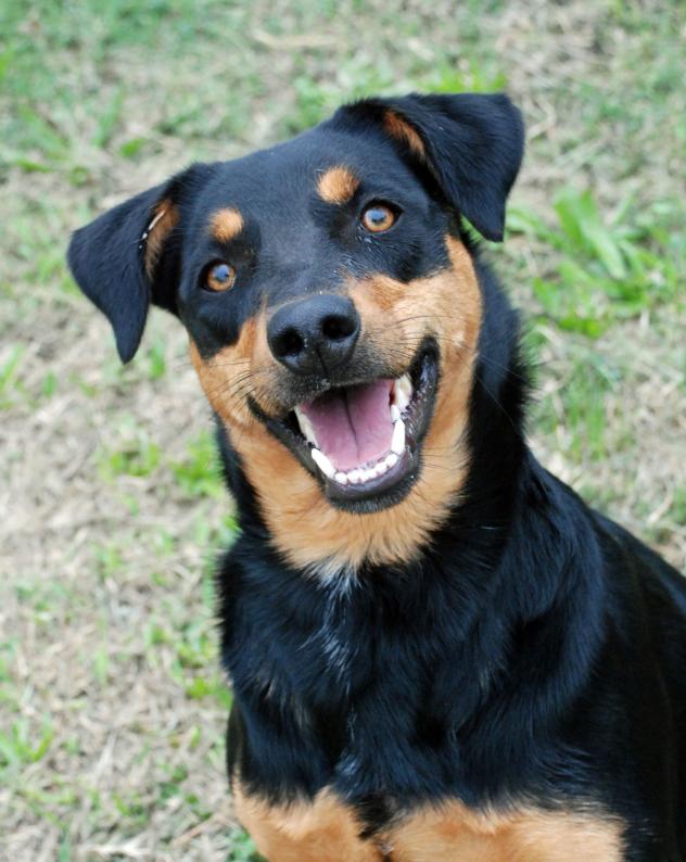 Can Puppies Mix With Other Dogs