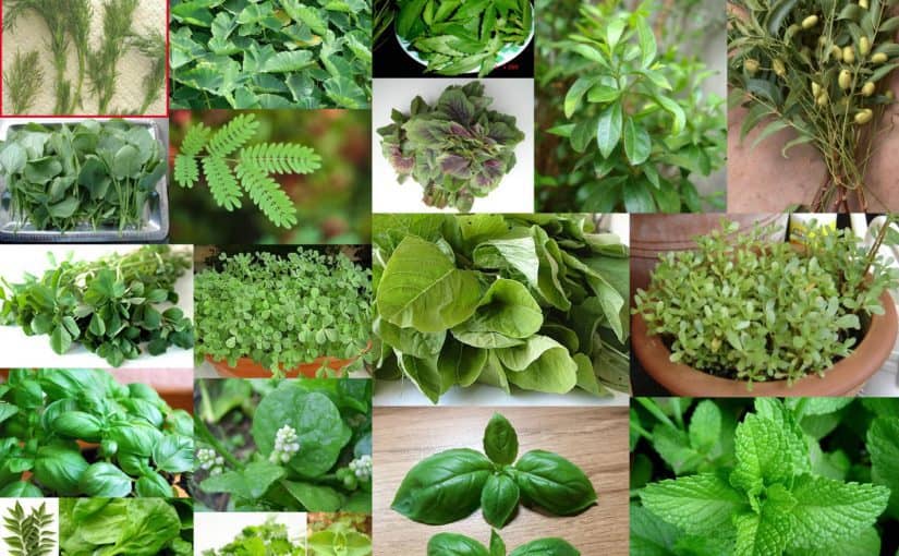 اسماء نباتات عطرية , نبات مميز فى الطعم ذو رائحه قويه