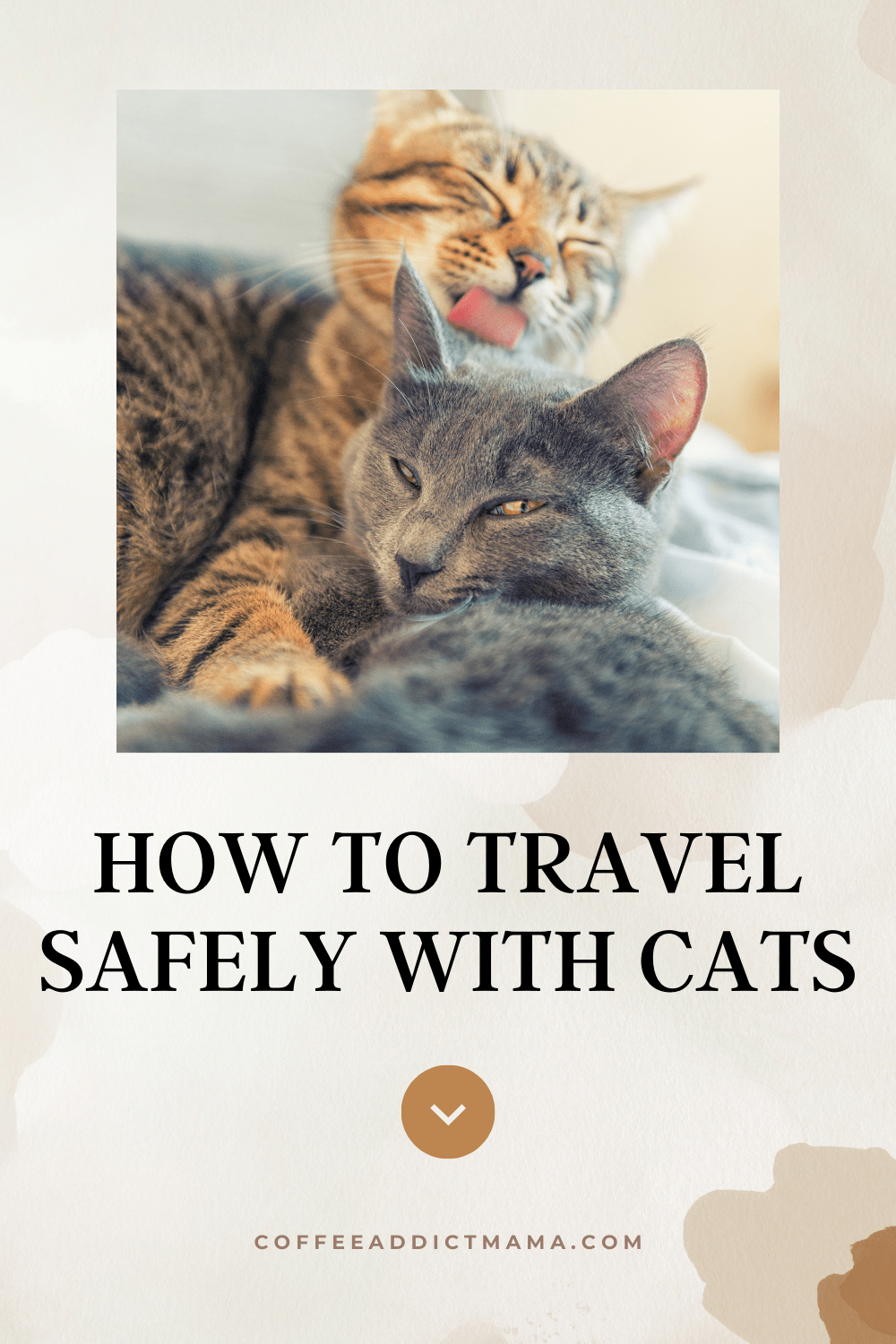 5 Safety Tips For Traveling With Cats Coffee Addict Mama