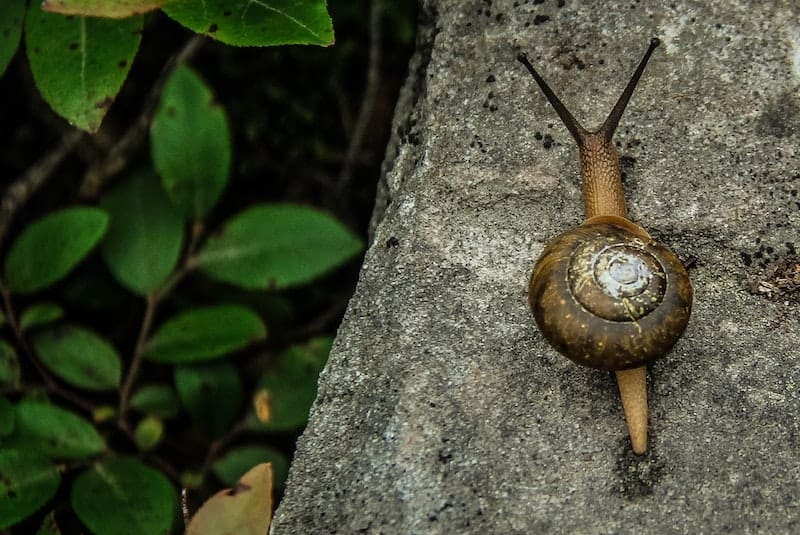How to Get Rid of Slugs and Snails with Coffee Coffee Affection