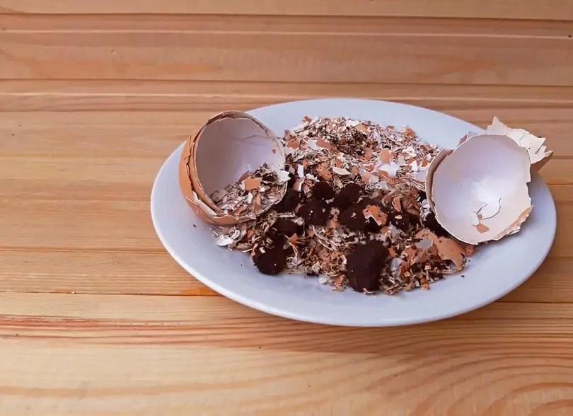 33 Inventive and Amazing Uses for Eggshells