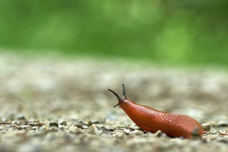How to Get Rid of Slugs and Snails with Coffee Coffee Affection
