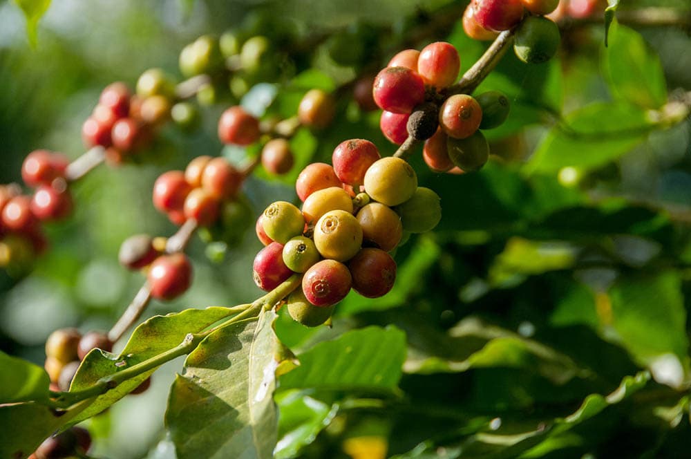 6 Plants That Contain Caffeine (With Pictures) Coffee Affection