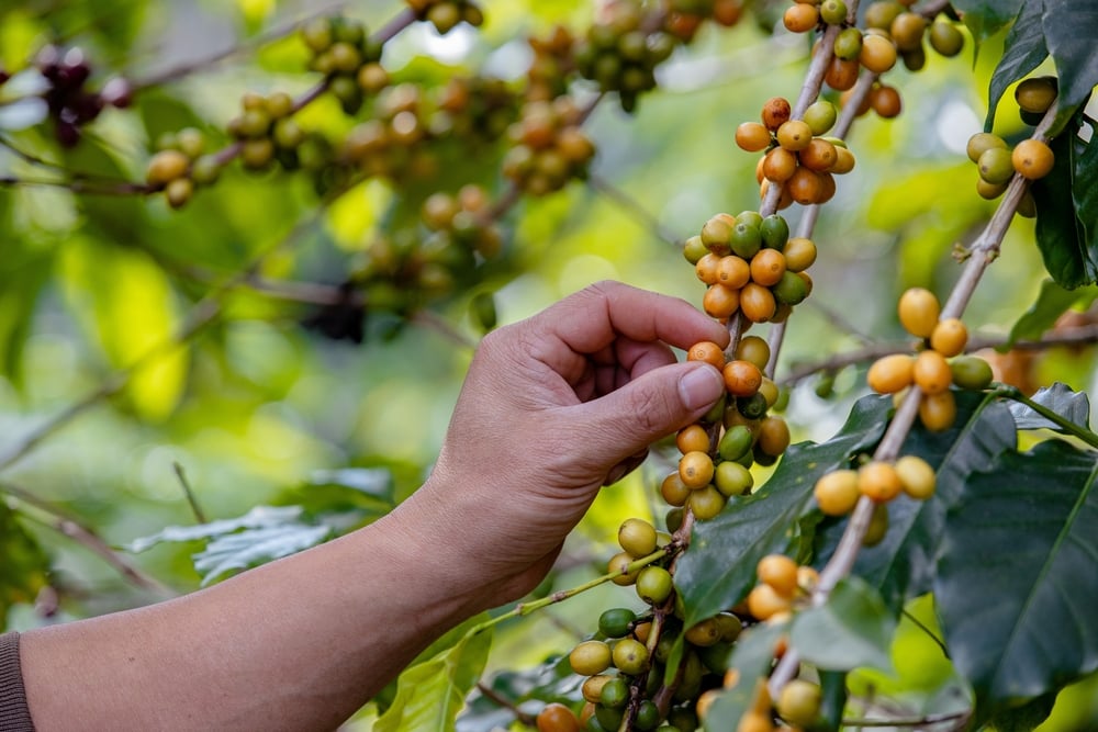 What Is Bourbon Coffee? An Unusual Bean's History & Flavor Coffee