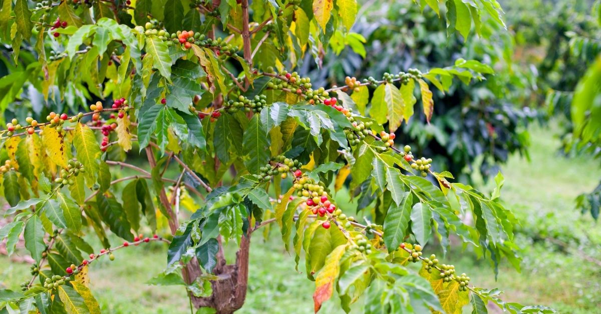 Best Kona Coffee Brands What To Know Before Buying! Coffee Break Lovers