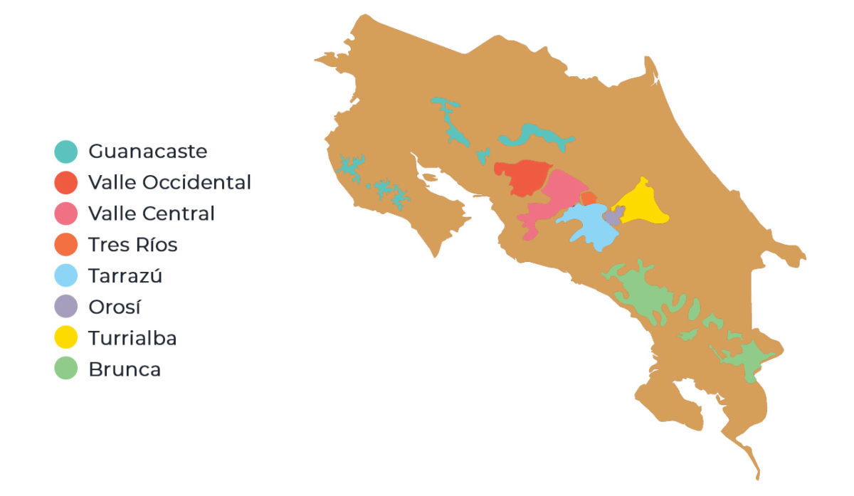 Processes Costa Rica Coffee Experts