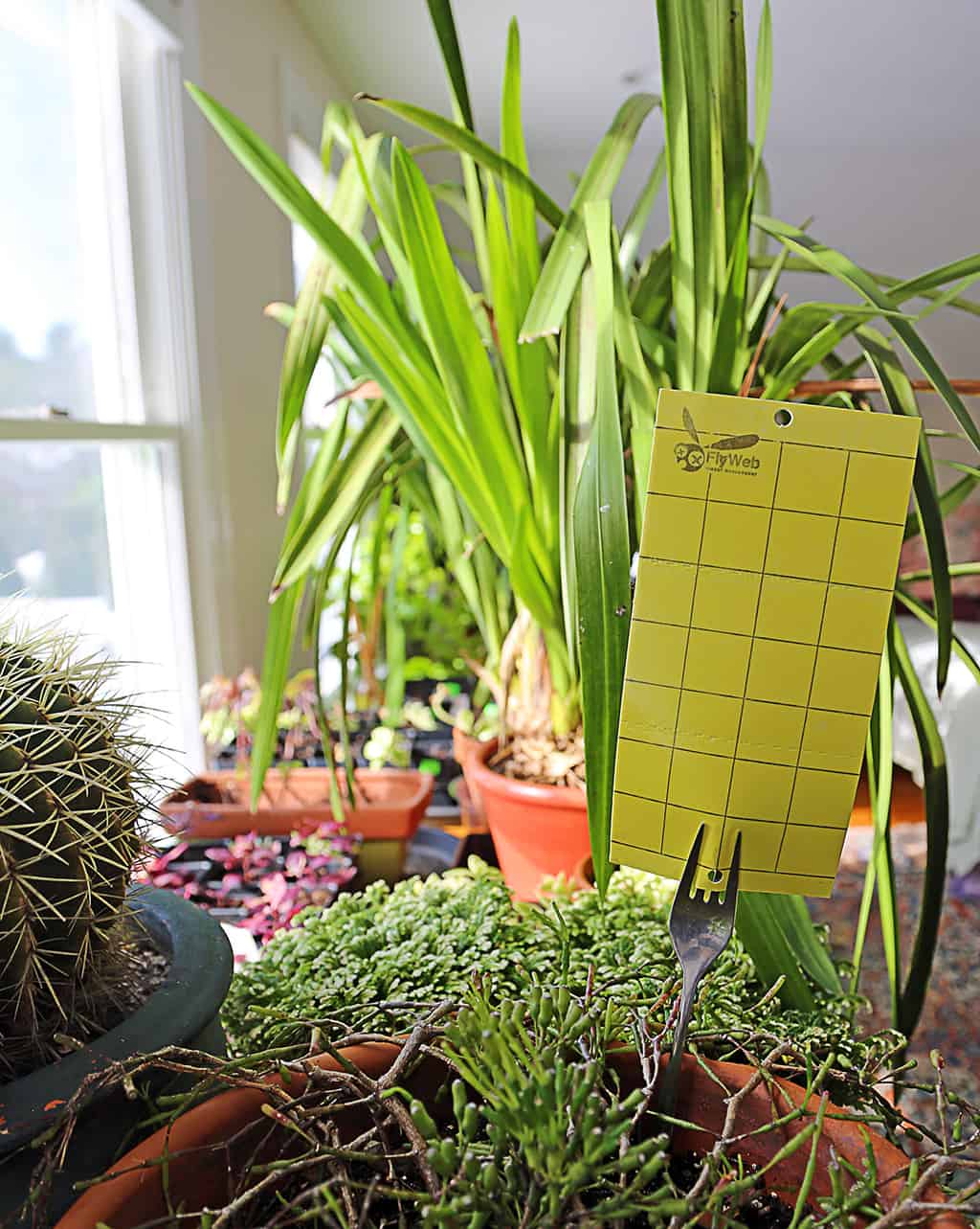 Will Coffee Kill Fungus Gnats at Jermaine Fuller blog