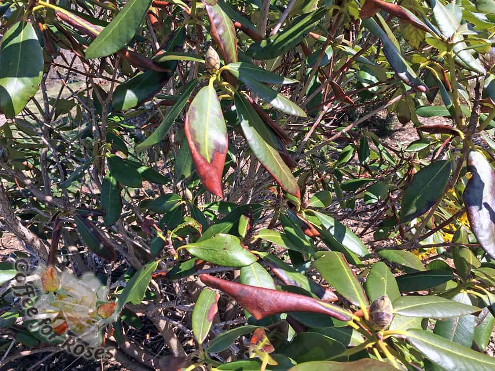Brown Rhododendron Leaves Coffee For Roses