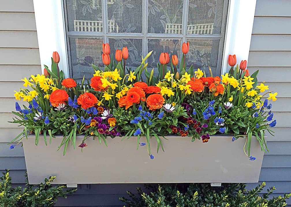 Spring Windowboxes Coffee For Roses