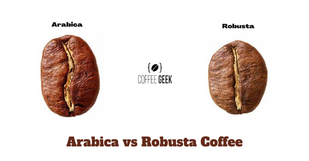 Arabica vs Robusta Coffee What's The Difference [Explained]
