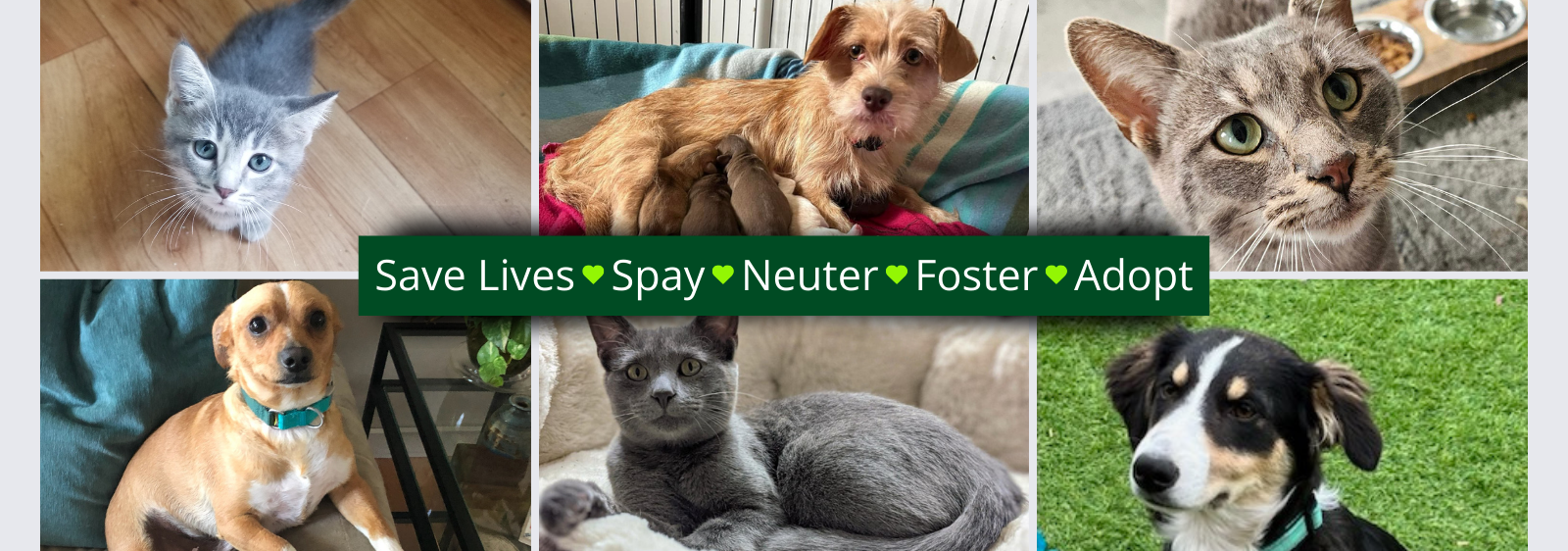 Coffee County Humane Society Saving Lives One Pet at a Time