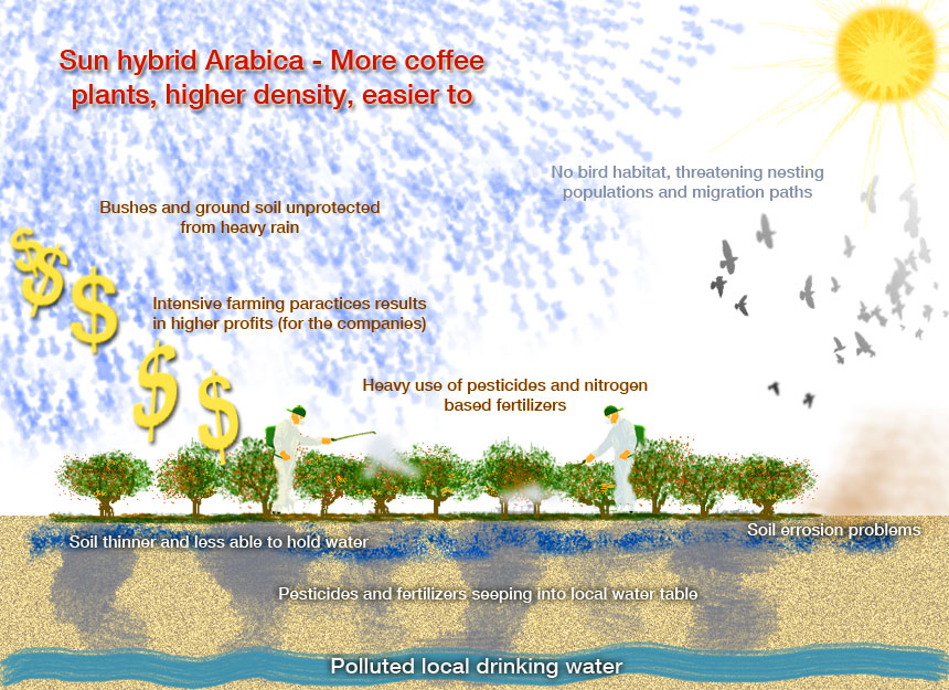 What do we mean by ecologically sensitive coffee? Coffeemad