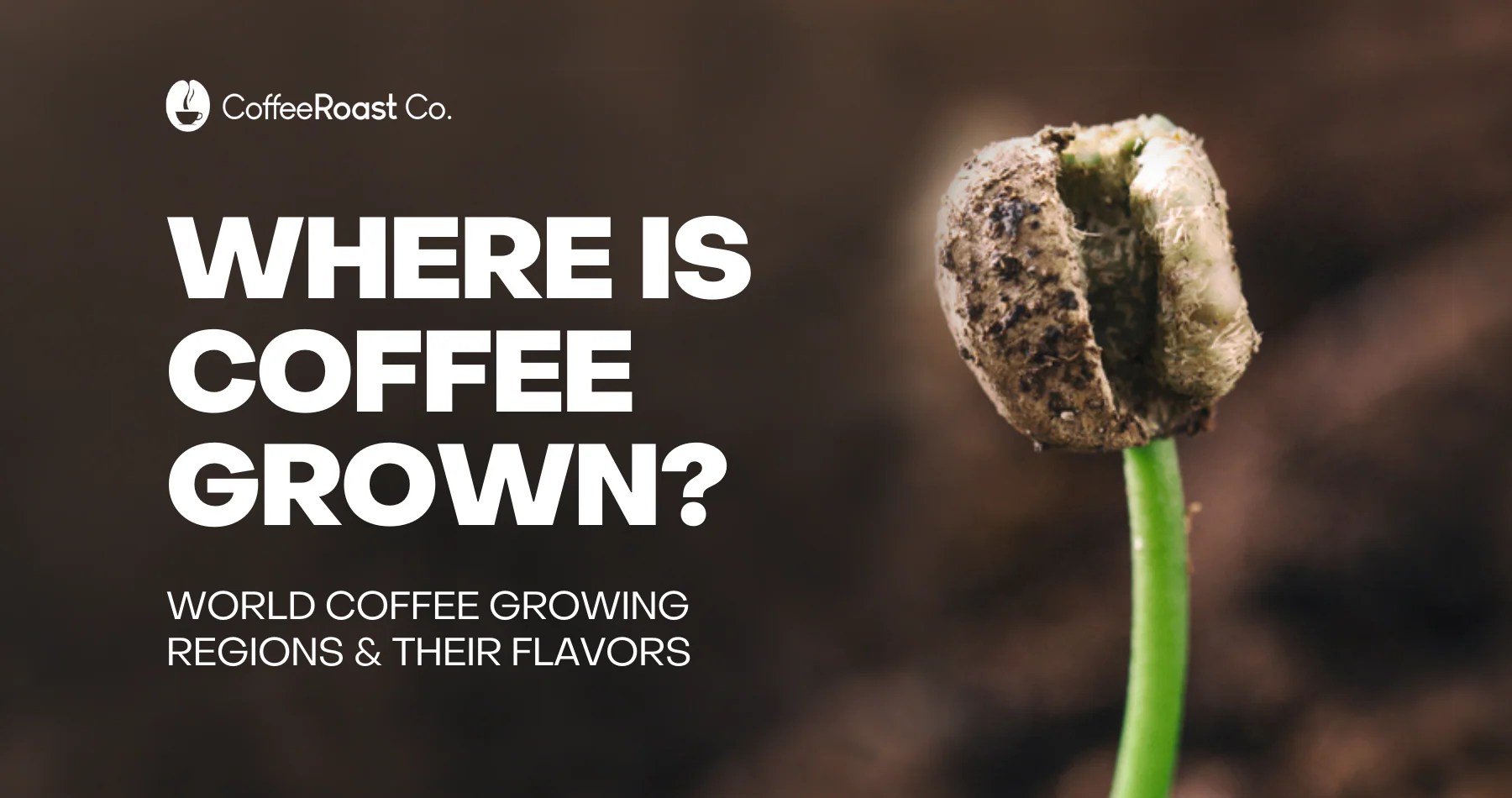 Where is Coffee Grown? World Coffee Growing Regions & Their Flavors