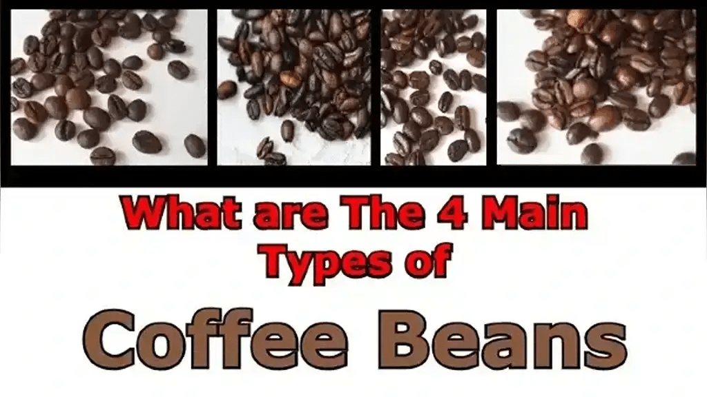 Discover Coffee Beans Varieties A Journey of Flavors and Origins The