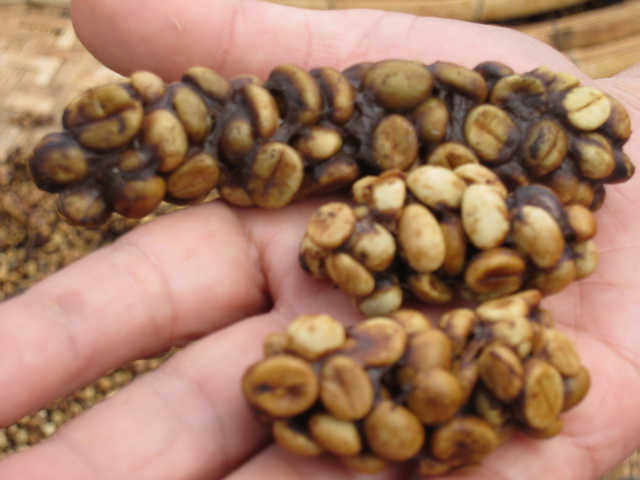 Vietnamese Weasel Coffee
