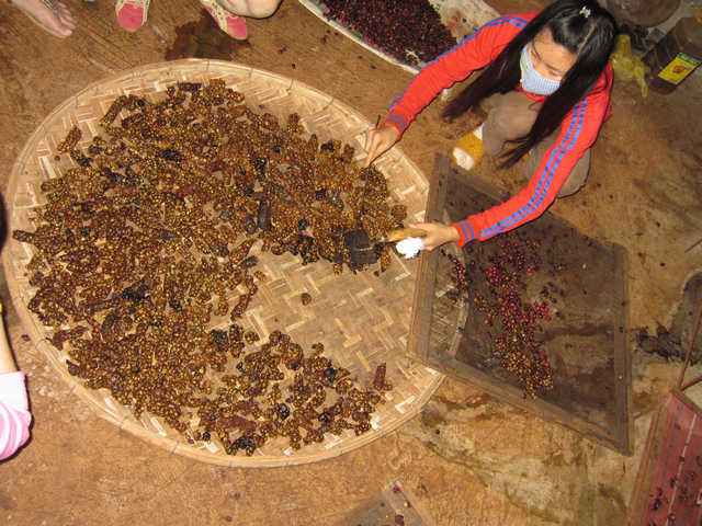 Vietnamese Weasel Coffee