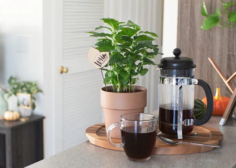 Can You Water Your Plants With Leftover Coffee?